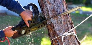 Best Tree Disease Treatment  in Vega, TX