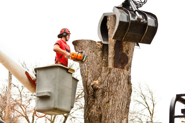 Best Emergency Tree Removal  in Vega, TX